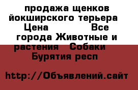 продажа щенков йокширского терьера › Цена ­ 25 000 - Все города Животные и растения » Собаки   . Бурятия респ.